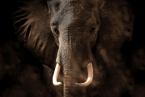 Sanders & Sanders fotobehang olifant donkerbruin - 375 x 270 cm - 601021