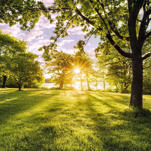 Sanders & Sanders fotobehang Golden Moment groen - 400 x 250 cm - 612385