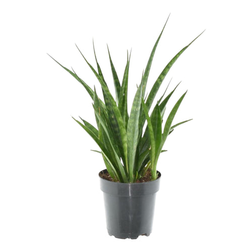 Trendyplants - Sansevieria Kirkii 'Friends' - Kamerplant - 25-45 cm - Potmaat Ø12cm - vtwonen shop