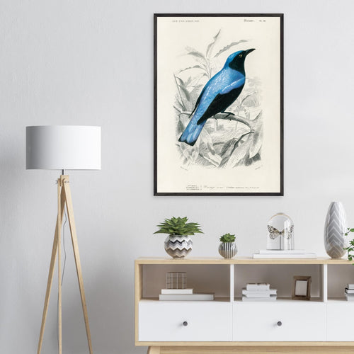 Artfulprints Poster met Lijst Charles Dessalines d'Orbigny - Square-tailed drongo (Edoius caerulescens)   - A4 21x29.7 cm - Blauw