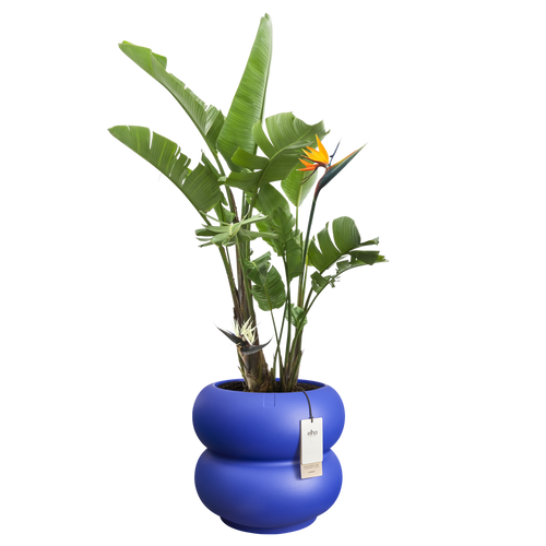 elho #amber roll low 43 royal blue | Bloempot | 25 jaar garantie.