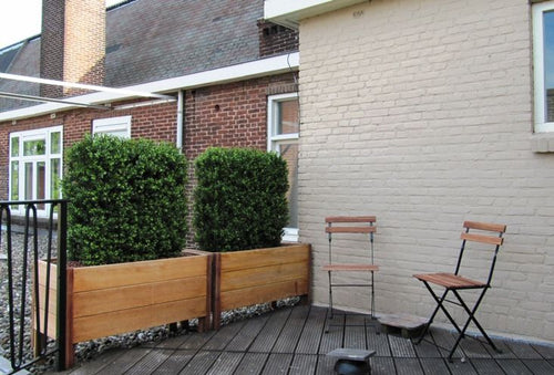 Maxifleur Buxus deluxe kunstheg 80x100cm