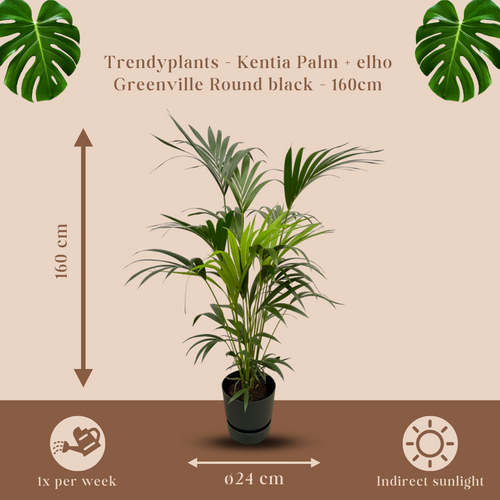Trendyplants - Kentia palm inclusief elho Greenville Round zwart - 160 cm - Ø30cm - vtwonen shop