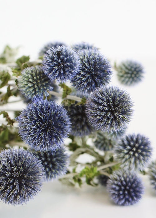 My Flowers.shop Natuurlijk blauwgrijze Kogeldistels | Echinops droogbloemen | Lengte ± 65 cm | Per stuk - vtwonen shop