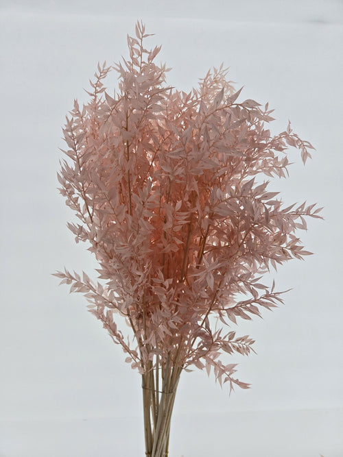 My Flowers.shop Lichtroze Ruscus droogbloemen | Lengte 65 centimeter | Per 5 takken - vtwonen shop