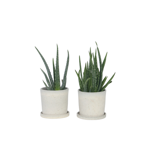 Plant in a Box Aloë Vera - Set van 2 - Succulent - Pot 10,5cm - Hoogte 25-40cm - vtwonen shop