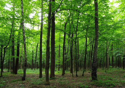 Sanders & Sanders fotobehang bosrijk landschap groen - 360 x 254 cm - 600401