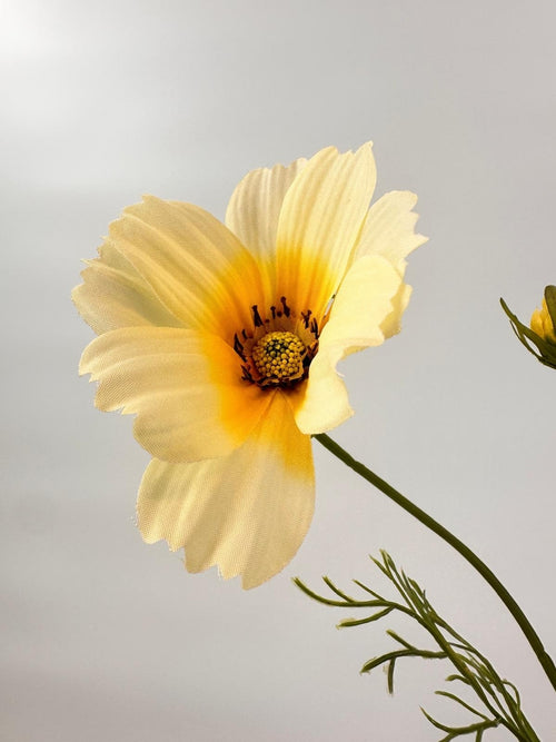 My Flowers.shop Cremekleurige cosmea zijden bloem | Lengte 90 centimeter | Per stuk - vtwonen shop