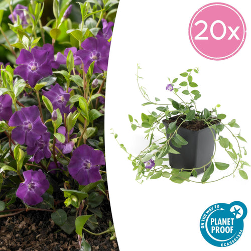 Trendyplants - Vinca minor 'Atropurpurea' - 20 stuks - Maagdenpalm - Winterhard - Hoogte 10-25cm - Potmaat Ø9cm - vtwonen shop