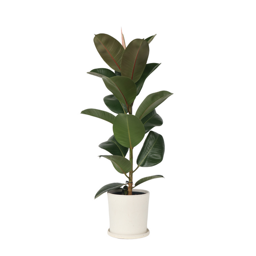 Plant in a Box ficus elastica robusta - Rubberboom - Pot 24cm - Hoogte 75-100cm - vtwonen shop