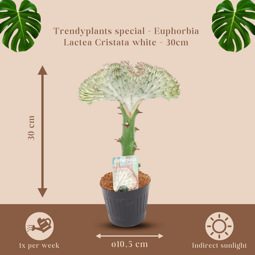 Trendyplants special - Euphorbia lactea Cristata wit - Cactus - Hoogte 20-40 cm - Potmaat Ø10,5cm - vtwonen shop