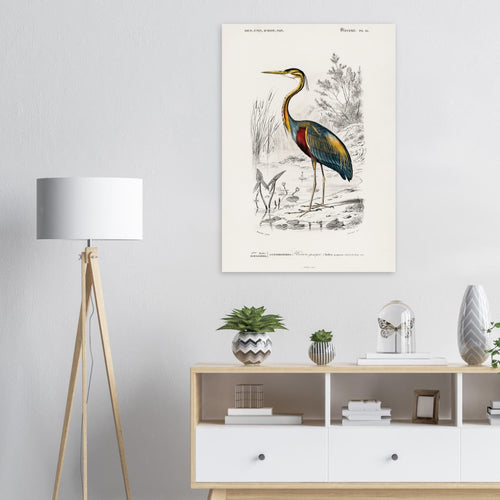 Artfulprints  Charles Dessalines d'Orbigny - Purple heron (Ardea purpurea)   poster 50x70 cm - vtwonen shop
