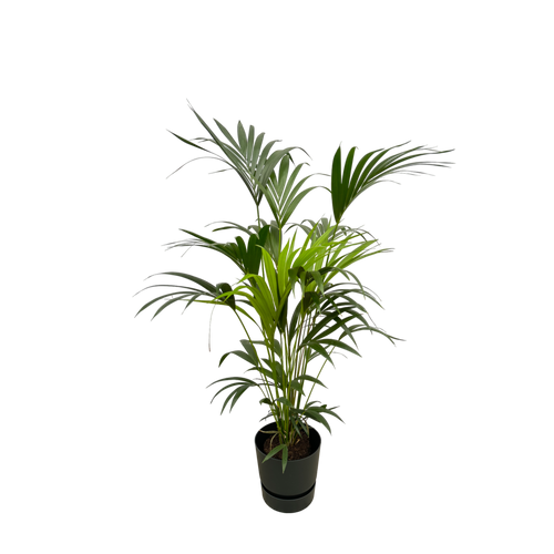 Trendyplants - Kentia palm inclusief elho Greenville Round zwart - 160 cm - Ø30cm - vtwonen shop