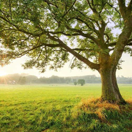 Sanders & Sanders fotobehang natuurmotief groen - 450 x 280 cm - 612671