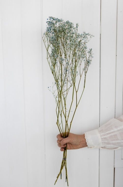 My Flowers.shop Lichtblauw gedroogd Gipskruid | Lichtblauwe Gypsophila droogbloemen |  Lengte ± 60 cm | Per bos van 5 takken - vtwonen shop