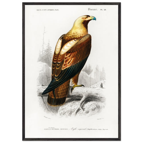 Artfulprints Poster met Lijst Charles Dessalines d'Orbigny - Eastern imperial eagle (aquila heliaca)   - 70x100 cm - Bruin