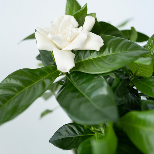 Plant in a Box bloeiende kamerplant - Set van 2 Gardenia jasminoides - hoogte 20-30cm - pot 13cm - vtwonen shop