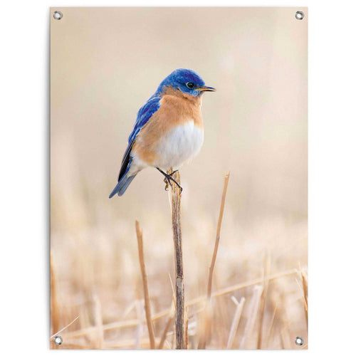 Reinders tuinposter Blauw vogeltje - 80x60cm