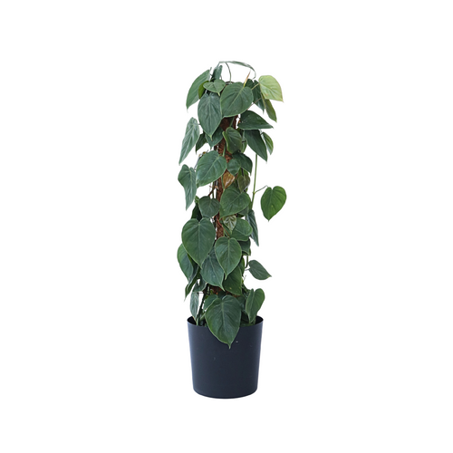 Plant in a Box Philodendron 'Scandens' - XXL op mossstok - Pot 27cm - Hoogte 150-160cm - vtwonen shop