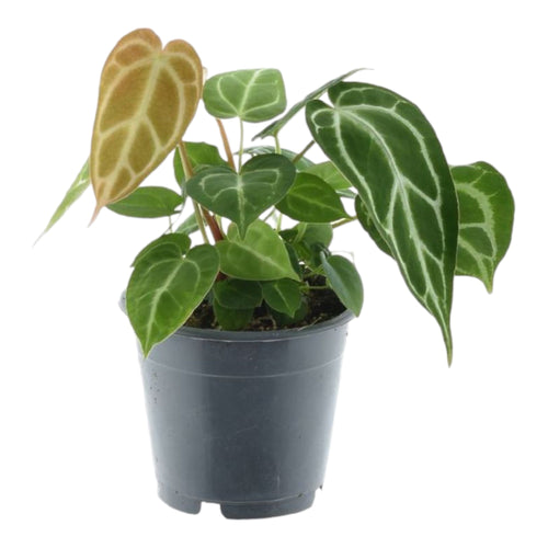 Trendyplants - Anthurium Chrystallinum - Kamerplant - Hoogte 25-45 cm - Potmaat Ø12cm - vtwonen shop