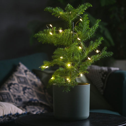 Plant in a Box Araucaria Heterophylla - Norfolkden - Kamerden - Pot 21cm - Hoogte 70-80cm - vtwonen shop