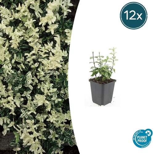 Trendyplants - Euonymus fort. 'Harlequin' - 12 stuks - Kardinaalshoed - Winterhard - Hoogte 10-30 cm - Potmaat Ø9 cm - vtwonen shop