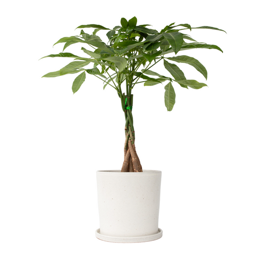 Plant in a Box Pachira aquatica 'Geldboom' - Pot 17cm - Hoogte 60-70cm - vtwonen shop