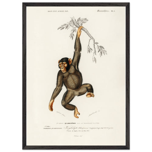 Artfulprints Poster met Lijst Charles Dessalines d'Orbigny - Chimpangze (troglodyte chimpanze)   - 50x70 cm - Bruin