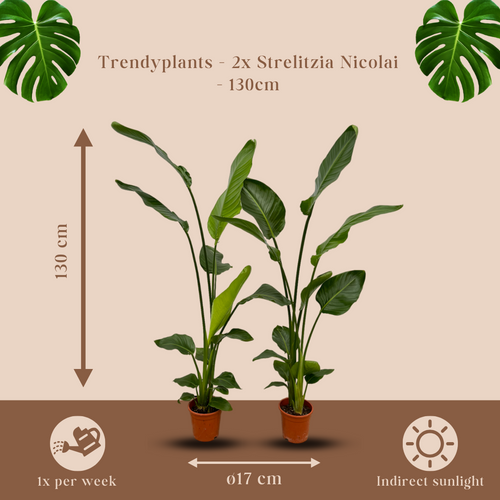 Trendyplants - 2x Strelitzia Nicolai - 130 cm - Ø17cm - vtwonen shop