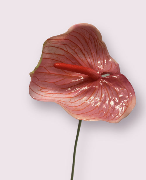 My Flowers.shop Roze anthurium zijden bloem | Lengte 70 centimeter | Per stuk - vtwonen shop