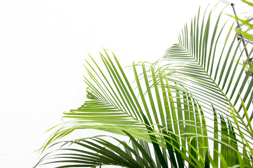 Trendyplants - Areca palm inclusief mand - 130 cm - Ø24cm - vtwonen shop