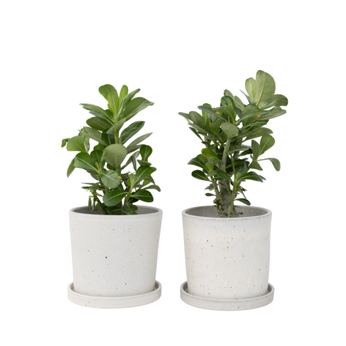 Plant in a Box bloeiende kamerplant - Set van 2 Adenium Obesum - hoogte 25-40cm - pot 10,5cm - vtwonen shop