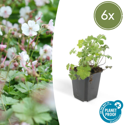 Trendyplants - Geranium cantabrigiense 'Biokovo' - 6 stuks - Ooievaarsbek - Winterhard - Hoogte 10-30 cm - Potmaat Ø9cm - vtwonen shop