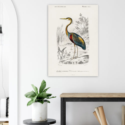Artfulprints  Charles Dessalines d'Orbigny - Purple heron (Ardea purpurea)   poster A4 21x29.7 cm - vtwonen shop