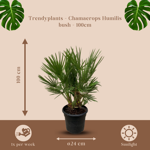 Trendyplants - Chamaerops Humilis struik - Hoogte 90-110 cm - Europese Dwergpalm - Winterhard - Tuinplant - Potmaat Ø24cm - vtwonen shop