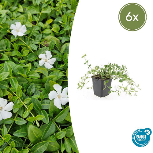 Trendyplants - Vinca minor 'Gertrude Jekyll' - 6 stuks - Maagdenpalm - Winterhard - Hoogte 10-30 cm - Potmaat Ø9cm - vtwonen shop