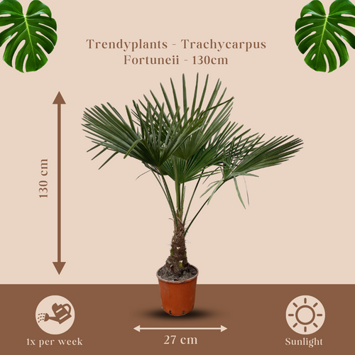 Trendyplants - Trachycarpus Fortuneii - Winterharde palmboom - Hoogte 120-140 cm - Chinese waaierpalm - Tuinplant - Potmaat Ø21cm - vtwonen shop