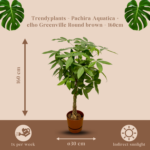 Trendyplants - Pachira Aquatica inclusief elho Greenville Round bruin - 160 cm - Ø30cm - vtwonen shop