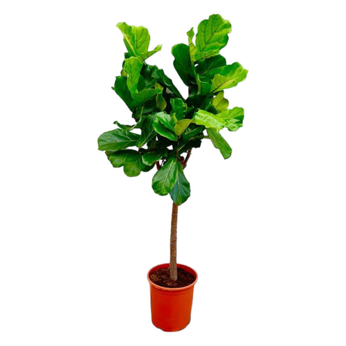 Trendyplants - Ficus Lyrata boom - Tabaksplant - Kamerplant - Hoogte 140-160 cm - Potmaat Ø30cm - vtwonen shop