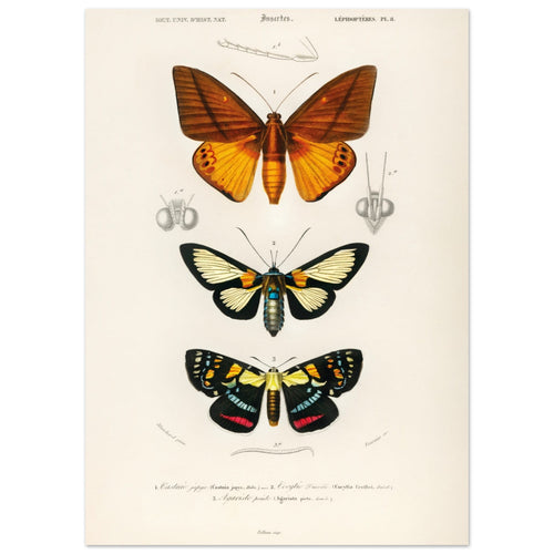 Artfulprints Poster Charles Dessalines d'Orbigny - Collection of moths   - 50x70 cm - Oranje