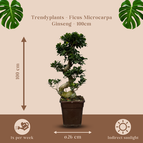 Trendyplants - Ficus Microcarpa Ginseng - Bonsai - Kamerplant - Hoogte 70-90 cm - Potmaat Ø23cm - vtwonen shop