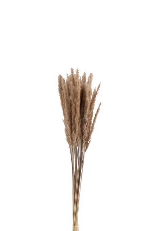 J-Line droogbloemen Bundel Pennisetum - gedroogd gras - bruin - 2 stuks