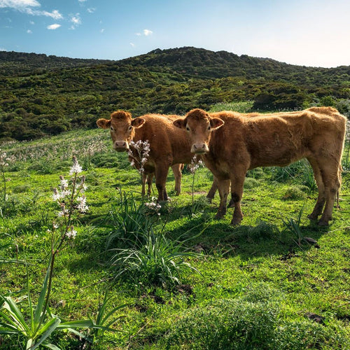 Sanders & Sanders fotobehang landschap met koeien groen - 450 x 280 cm - 612637