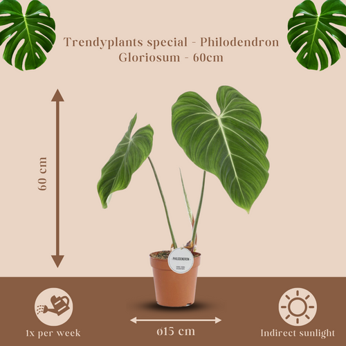 Trendyplants special - Philodendron Gloriosum - Kamerplant - Hoogte 50-70 cm - Potmaat Ø15cm - vtwonen shop