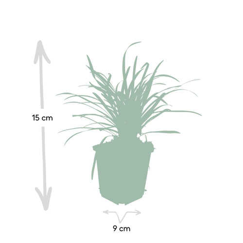 Trendyplants - Liriope muscari 'Big Blue' - 12 stuks - Leliegras - Winterhard - Hoogte 10-25cm - Potmaat Ø9cm - vtwonen shop