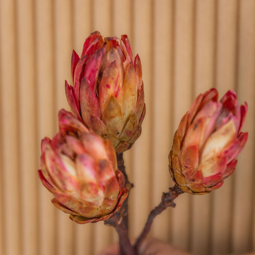 My Flowers.shop Rood geverfde gedroogde Suikerbos | Rode Protea Repens droogbloemen | Lengte 40 centimeter | Per 5 stelen - vtwonen shop