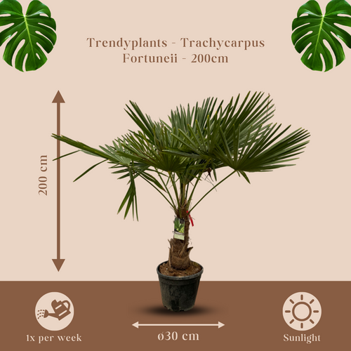 Trendyplants - Trachycarpus Fortuneii - Hoogte 190-210 cm - Winterhard - Chinese waaierpalm - Tuinplant - Potmaat Ø30cm - vtwonen shop