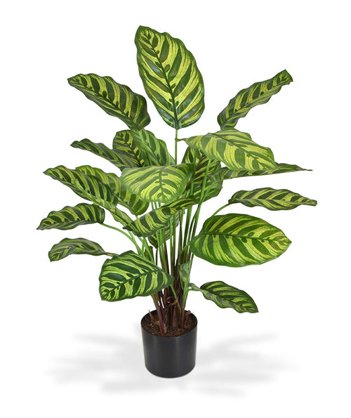 Maxifleur Calathea Makoyana kunstplant 60cm