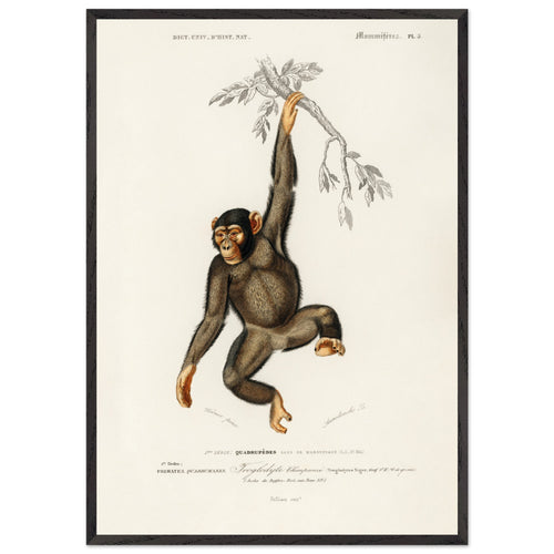 Artfulprints Poster met Lijst Charles Dessalines d'Orbigny - Chimpangze (troglodyte chimpanze)   - 70x100 cm - Bruin
