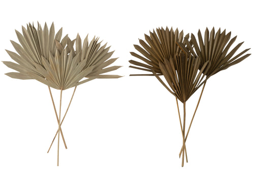 J-Line droogbloemen - gedroogde palmboom Bladeren - groen - 2 stuks - vtwonen shop